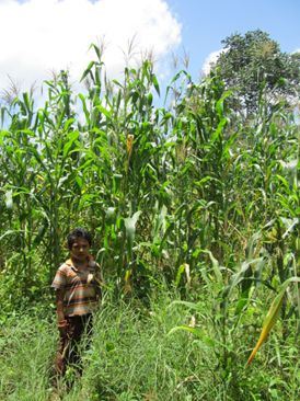A person stood in front of a field of corn.