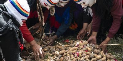 Community members celebrating potato diversity through Papa Watay, the tying of the potato spirit ceremony. Photograph: Phuyu Wayra © Roots Peru