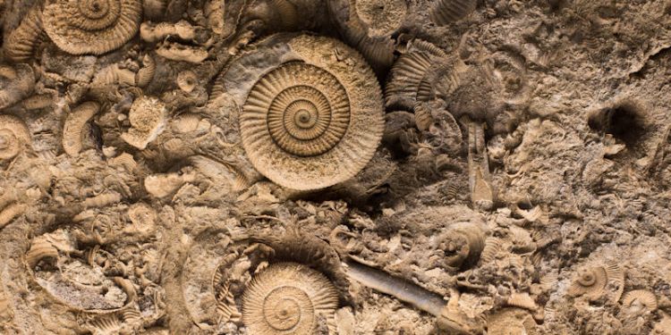 Fossil