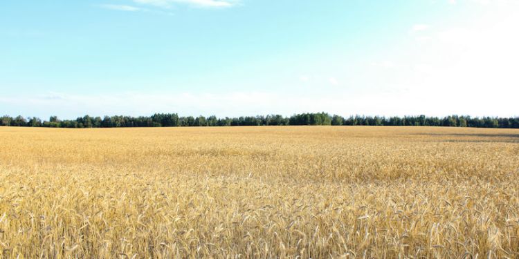 Field of wheat