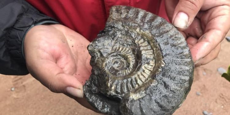 Ammonite fossil