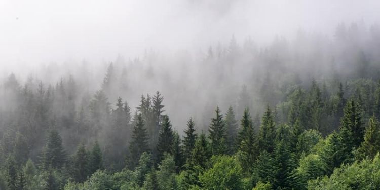 mist forming over pine forest