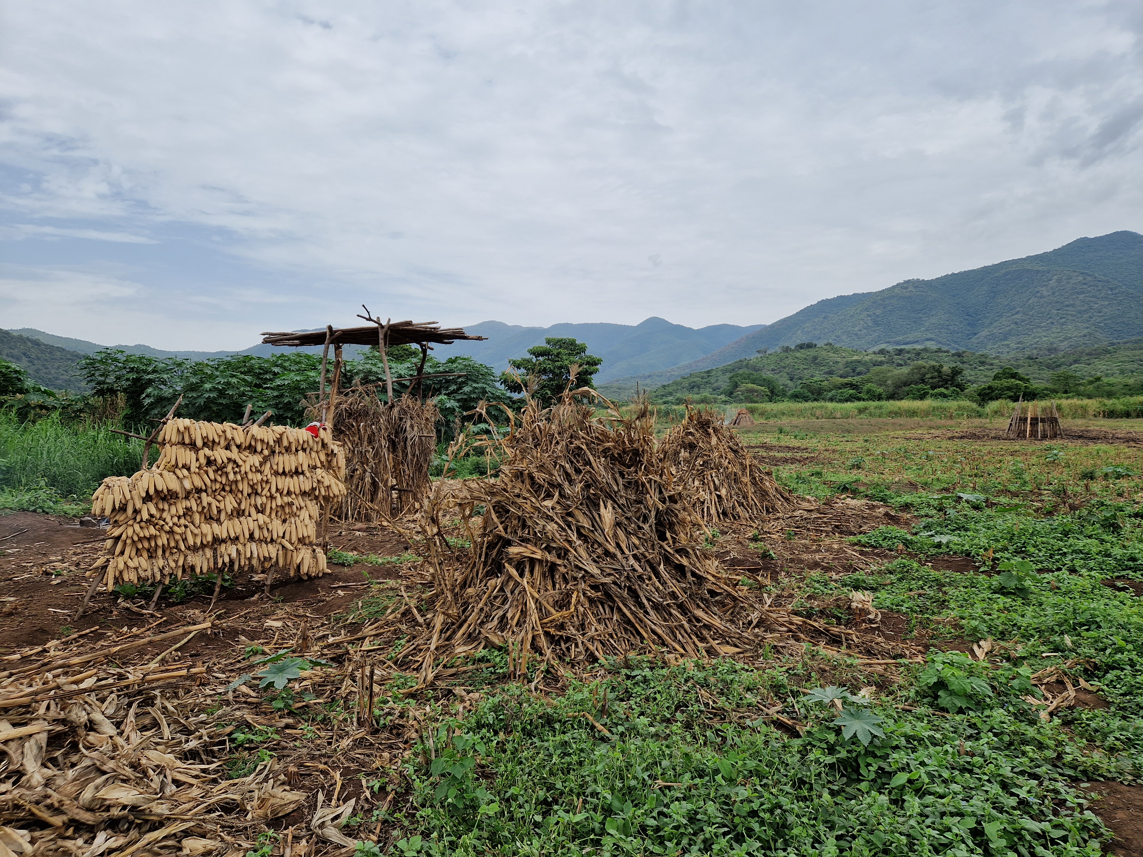 Biodiversity and Community Resilience in the Omo Valley (BIOM) Alliance  | Faculty of Environment | University of Leeds