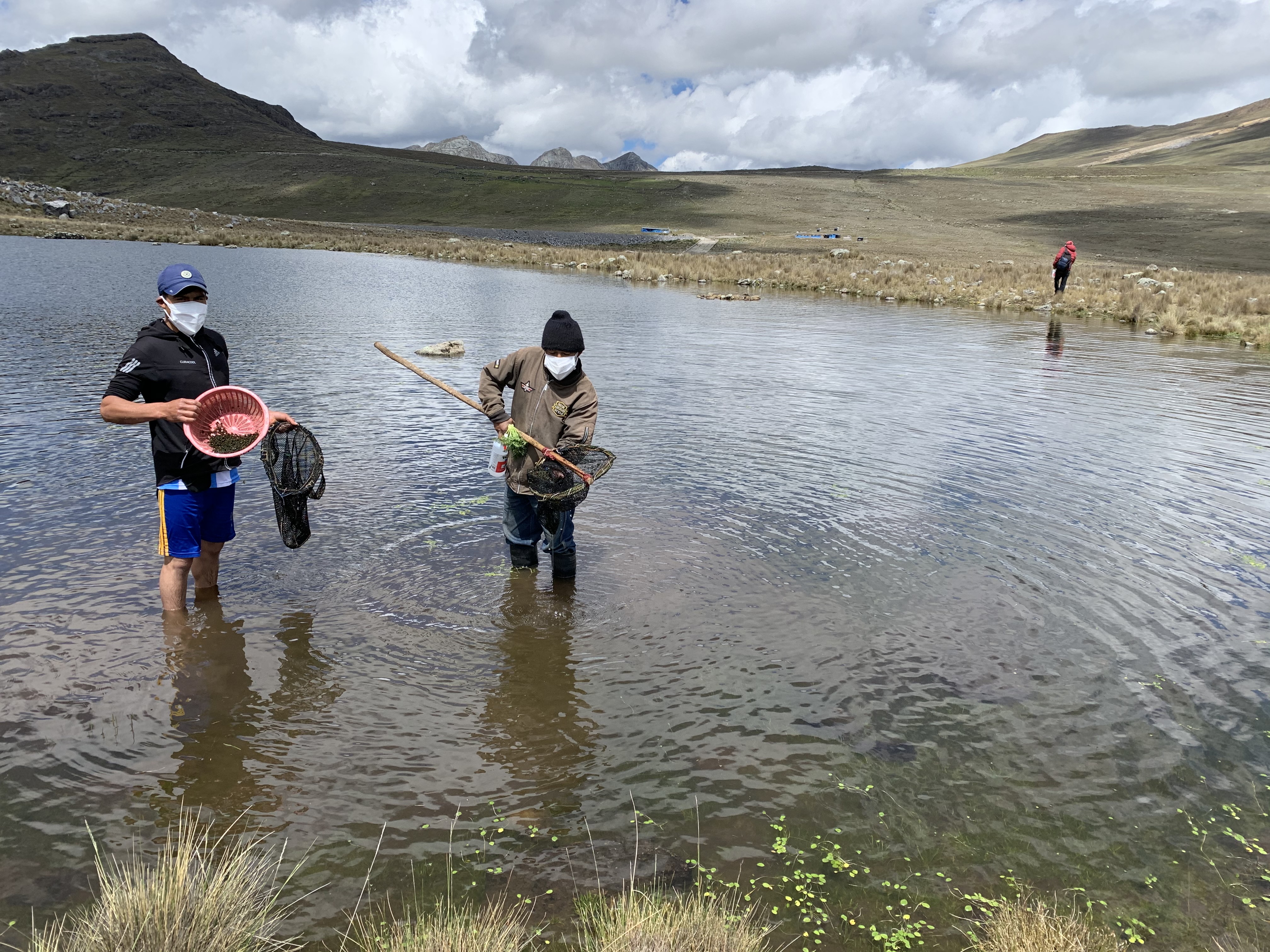 Study and characterization of cushuro proteins and polysaccharides ('Nostoc commune') from the Cotaparaco-Recuay lagoon, Áncash, for the development of functional foods and contribution to reduce children malnutrition | Faculty of Environment | University of Leeds