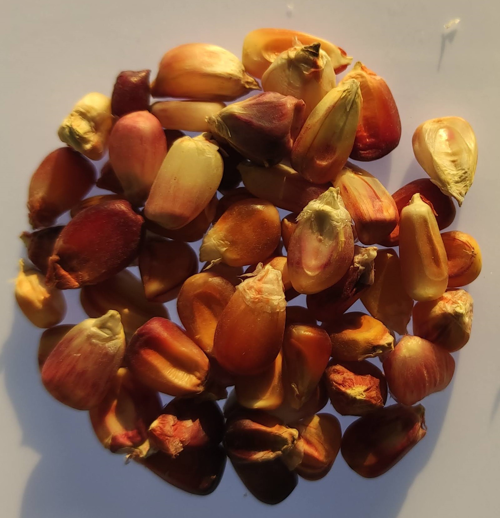 Safeguarding milpa-polyculture system for the development of sustainable agricultural practices and functional foods: a bioeconomics approach | School of Food Science and Nutrition | University of Leeds
