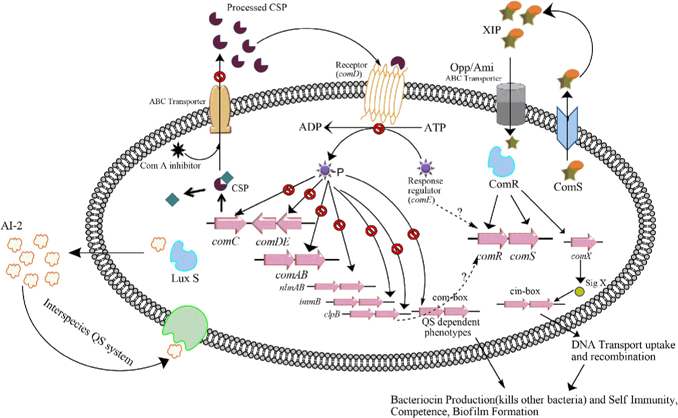 Enhancing the bacterial anti-quorum effect by using chitosan based nanoencapsulation of 1,3-di-m- tolylurea and fluoride against dental caries pathogen Streptococcus mutans | School of Food Science and Nutrition | University of Leeds