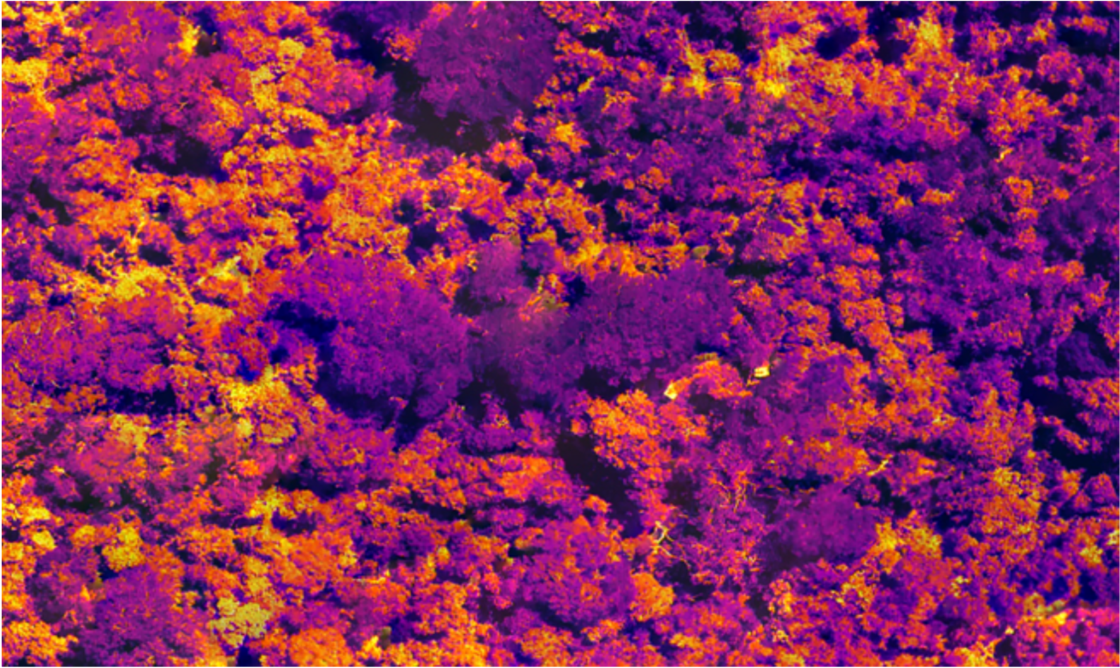 Thermal drone image of a tropical forest
