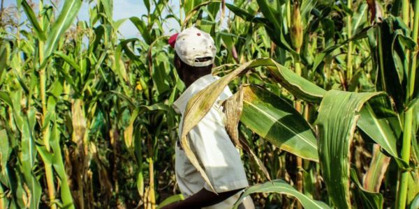 iSPARK: innovation in sustainability, policy, adaptation and resilience in Kenya