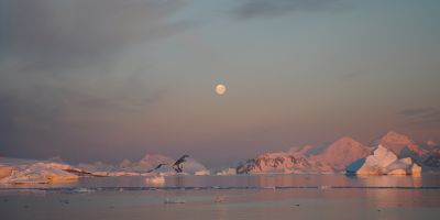 The moon above icbergs and cliffs behind the open water, all tinged pink by the sunset.