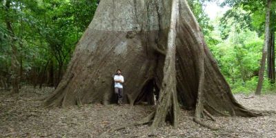 A person stands at the bottom of a giant tree. The bottom of the tree is darker than the trunk above, indicating flooding has occured.