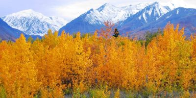 Fall Colours