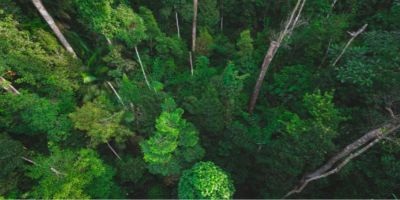 An aerial view of a forest with dozens of trees reaching up to the sky