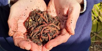 Two hands holding a group of earthworms in soil