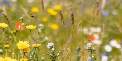 Bee hovering over wildflowers