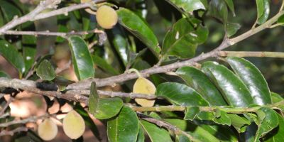 Close-up image of the Drypetes oliveri tree species showing its leaves and fruit