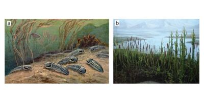 Evolution early animals