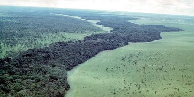 A high up image of a forest, running between two planes of savannah.