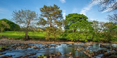 Trees by a riverside