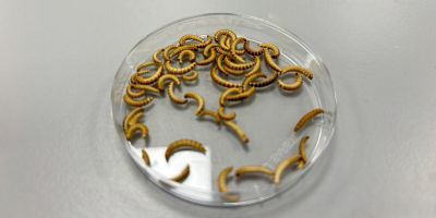A petri dish of buffalo worms (beetle larvae)