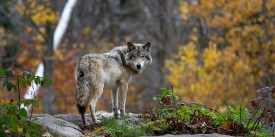 A grey wolf standing on a rock in a forest, looking back at the camera