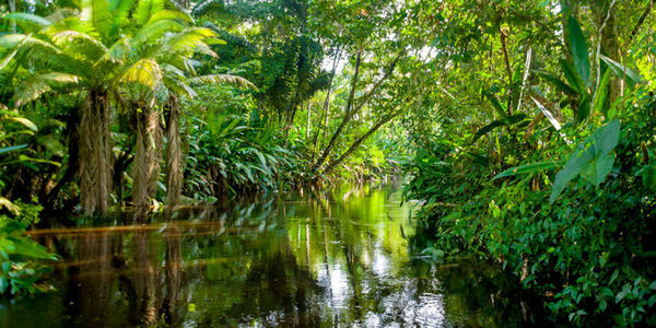 Rainforest