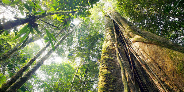 Tall tree