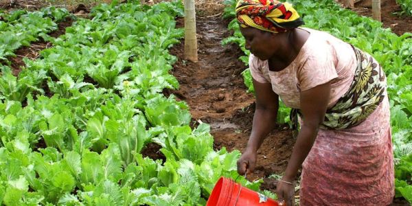 Crops in Africa