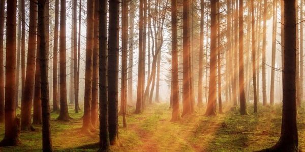 Forest management