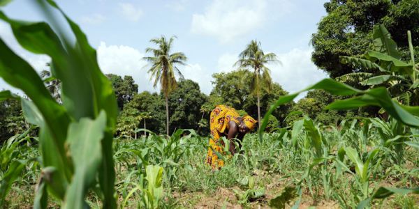 Maize crops