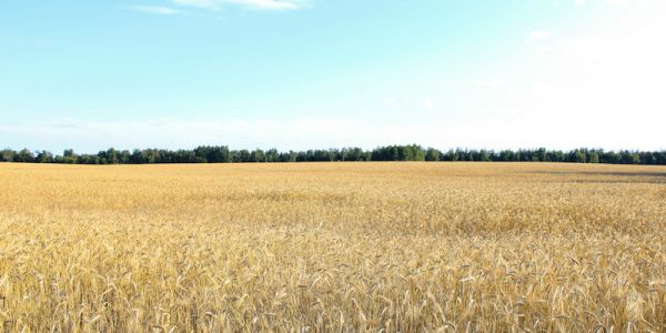 Field of wheat