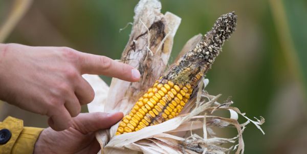 Contaminated sweetcorn