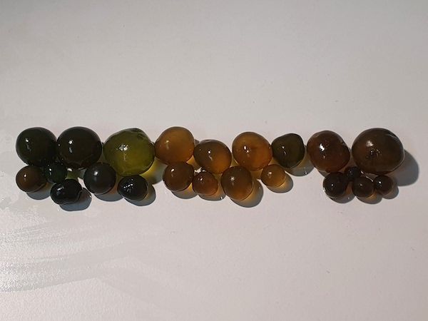 A photograph of a sample of cushuro de tacash algae.