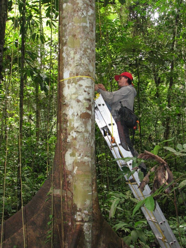 Abel Monteagudo stands on a metal ladder against a tree in the Amazon forest.
