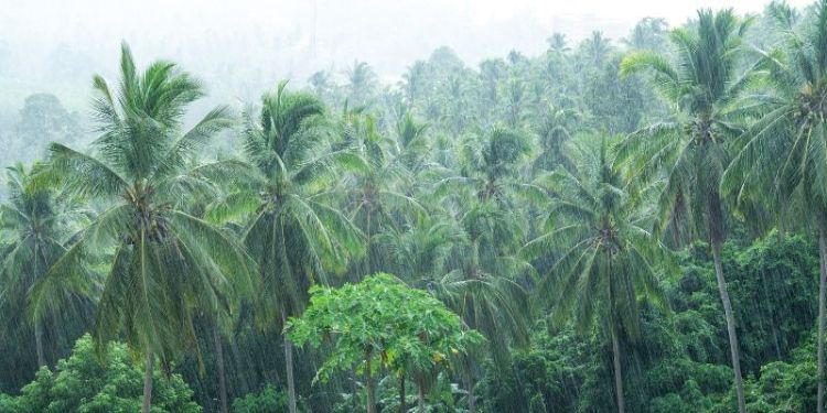 Rainfall triggers extreme humid heat in tropics and subtropics