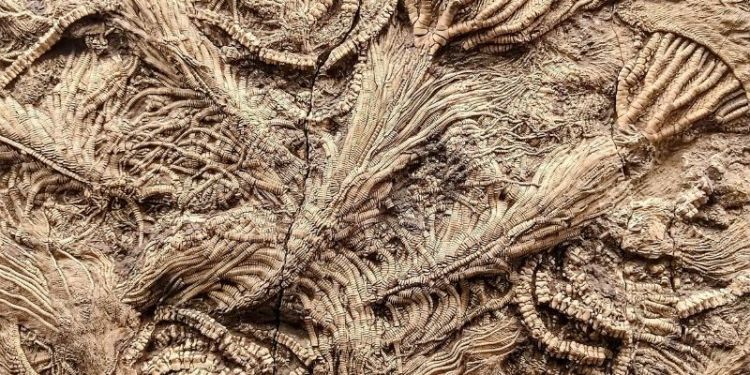 Land-sea “tag-team” devastated ocean life millions of years ago