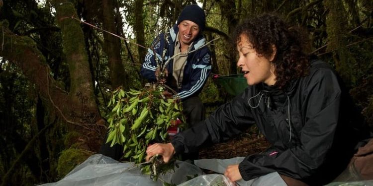 Professors Oliver Phillips and Guy Ziv launch world-first forest carbon mapping initiative