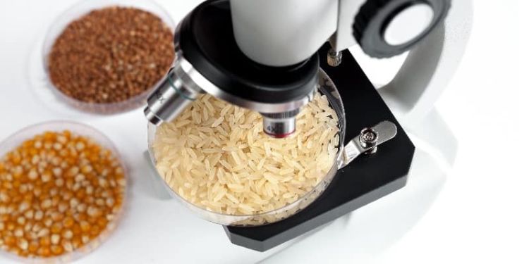 rice and corn grains with a microscope