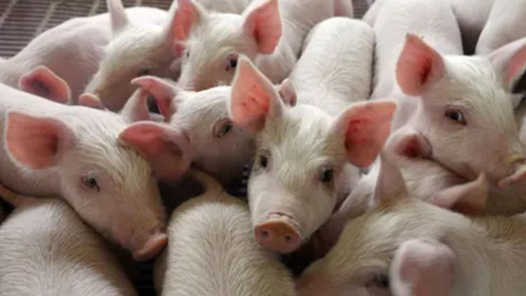 Pigs