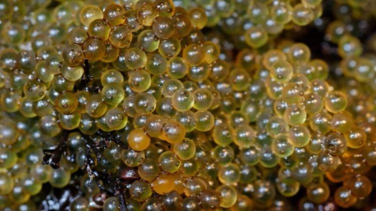 A photograph of Cushuro algae.
